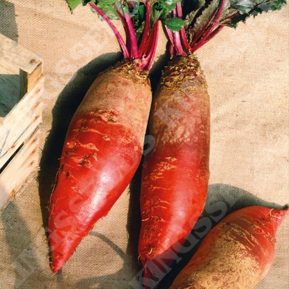 Picture of Mangel - Mammoth Red